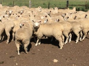 These 18kg cwt White Suffolk cross lambs at Rylestone, NSW, sold for $112.50  on AuctionsPlus this week.