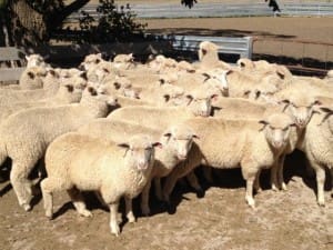 These 3-4 month-old 16.2kg cwt Poll Dorset lambs at Walcha sold for $105 on AuctionsPlus on Tuesday 