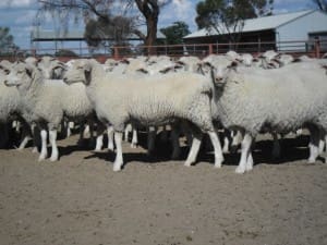 These 6-7 month-old mixed sex 15.9kg cwt White Suffolk cross lambs at Hay sold for $113.50 on AuctionsPlus last week.