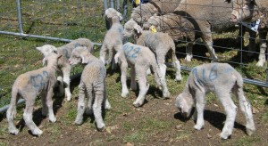 Stud lambs to be scored for breech wrinkle at lamb-marking. © Deb Maxwell