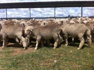 These 11.2kg cwt Merino wether lambs at Yass sold for $79 on AuctionsPlus last week.