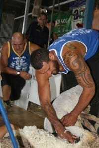 Stacey Te Huia on his way to a new world nine-hour Merino shearing record at Dubbo. Picture: Michael Pora.