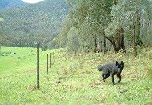 Electric fencing on a property in Victoria. Image: DEPI