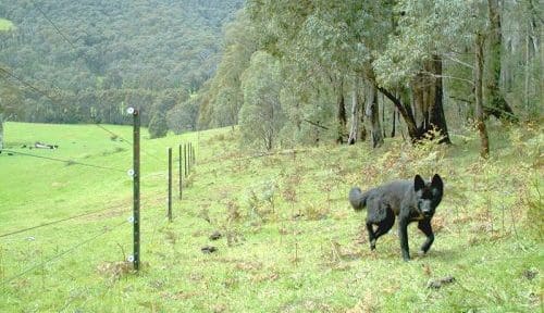 Wild dog management program gets 0,000 funding boost