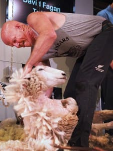 Shearing legend David Fagan competes in the 2015 Golden Shears open championship. Picture: Golden Shears.