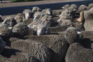 Davidson yellow tags ewes yarded for judging.