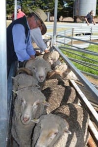 Gippsland Flock of the Year judges Phil Toland, foreground and Michael Collins inspecting the Davidson's Yellow tag ewes.