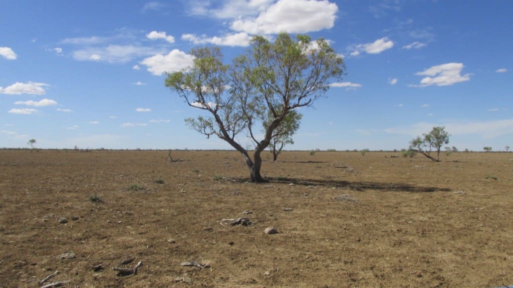 This paddock 10km from Longreach had no early rain and no grass growth this year. "We didn't get too upset when the hot winds and the heat came because we had no grass to lose," the property owner told AgForce's Tahna Jackson.