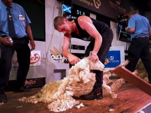 Golden Shears open shearing championship winner Gavin Mutch. Picture: Golden Shears