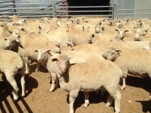 These 28.3kg cwt Poll Dorset and White Suffolk cross lambs at Cowra sold for 550c/kg on AuctionsPlus last week.