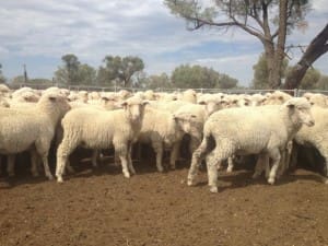 These 16.4kg Dohne lambs at Goodooga NSW sold for $78 on AuctionsPlus this week.