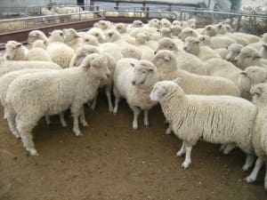 These 16.9kg woolly Poll Dorset cross lambs at Jugiong NSW sold for $105.50 on AuctionsPlus yesterday.