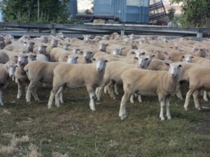 These 23.2 kg cwt 8-9 month-old December shorn White Suffolk and Poll Dorset lambs at Hamilton in Tasmania sold for $122 on AuctionsPlus last week.