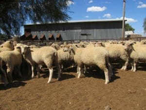 These 16.8kg cwt White Suffolk cross lambs at Narromine sold for $99 on AuctionsPlus this week