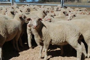These 16.6kg cwt White Suffolk-Merino cross lambs sold for $105 at Molong NSW on AuctionsPlus last week