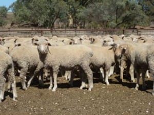 These 19.7kg cwt White Suffolk cross lambs at Orroroo in SA sold for $112 on AuctionsPlus this week.