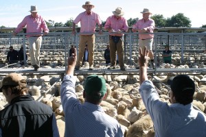 Lamb buyers bid at the Ballarat saleyards, Victoria