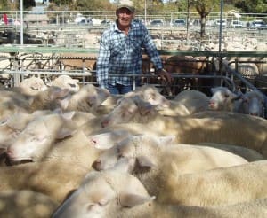 Tempy producer Terry Monaghan topped the Ouyen market for the second time this month with these $170 lambs on Thursday.