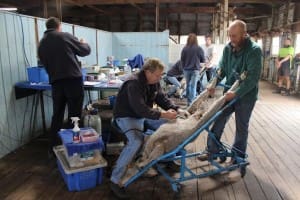 The Genstock team inseminate ewes for the new lifetime productivity project. From left, Chris Parker, David Kennett and Lance Deleeuw.