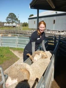 DAFWA development officer Meghan Cornelius is coordinating a rejuvenated sire evaluation benchmarking program for Merino rams.