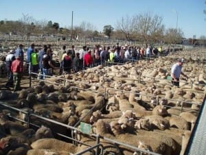 Lambs being sold at Ouyen, Victoria