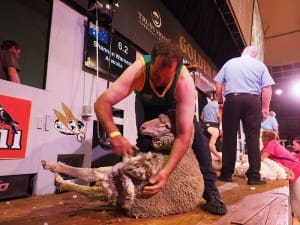 South Australian shearer Shannon Warnest was the top shearer in the winning Golden Shears trans-Tasman test team. Picture: Golden Shears.
