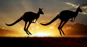 kangaroos