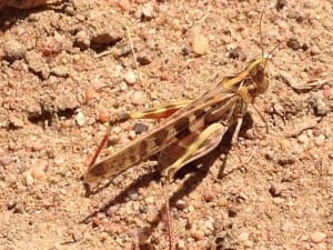 A locust laying eggs in the Mollyanne area south of Coona in NSW