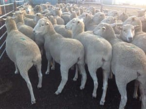 These scanned 2013-drop first cross ewes sold for $224 on AuctionsPlus last week. 
