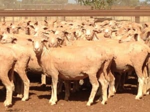 These 4-5 year-old Merino ewes, SIL 163pc, at Nyngan, NSW, sold for $152 on AuctionsPlus last week