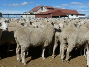 These 19-20 month old October shorn first cross ewes scanned 100pc to Poll Dorset sold for $210 at Crookwell on AuctionsPlus last week.