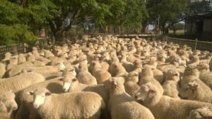 these 14.9kg cwt Poll Dorset x lambs at Wellington, NSW, sold for $113.50 on AuctionsPlus yesterday.