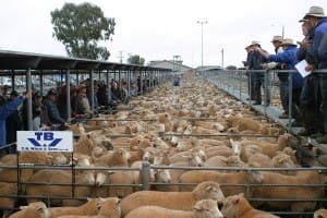 Ballarat agents TB White and Sons sold 1187 lambs for $150-$180 yesterday.
