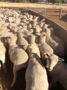 These 18.1kg cwt first cross lambs at Trangie sold for $99 on AuctionsPlus this week.