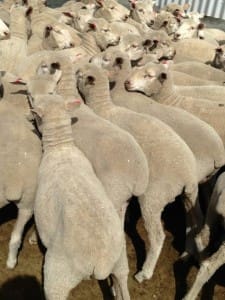 These 18.3kg cwt March shorn first cross wether lambs sold for $121.50 at Wellington, NSW, on AuctionsPlus last week