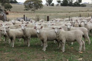 These January-shorn 19.4kg cwt first cross wether lambs sold for $112.50 at Yass, NSW, on AuctionsPlus this week.