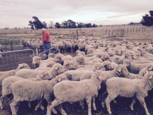 these 16kg cwt Merino lambs sold for $80 at Beaufort on AuctionsPlus this week.