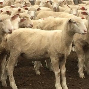 These 6-7 month-old 17.1kg cwt Poll Dorset cross lambs at Goulburn sold for $113.50 on AuctionsPlus yesterday.