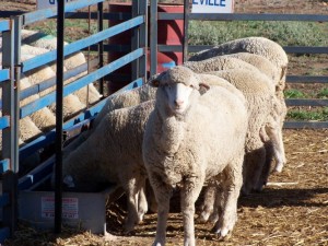 Lambs at a feed trough. Picture: Sheep CRC.