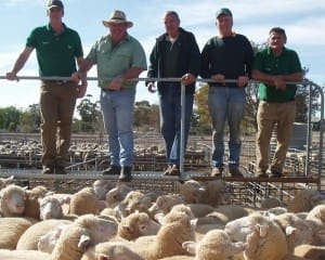 Ouyen's Landmark team with Timberoo client N&F Hamilton's top-priced $197 lambs.