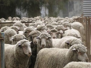 Should WoolPoll also allow growers to vote on how levies are split between R&D and marketing? Image: AgricWA