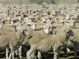 These rising one-year-old February shorn Merino wethers, 14.8kg cwt, sold for $70.50 on AuctionsPlus at Deniliquin this week.