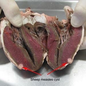 Degenerated sheep measle cysts in a sheep's heart