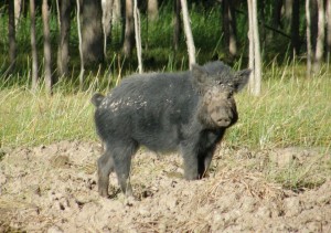 feral  pigs boar pest animals