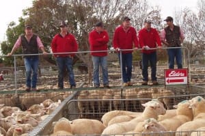 Ouyen's Elders team get ready to swing in action this week. They sold lambs for up to $166 for RS Bennett of Karrawinna.