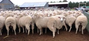 These 2012-13 drop SIL first cross ewes sold for $206 at Bathurst on AuctionsPlus last week