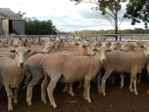 These rising four-year-old first cross ewes scanned in lamb 169pc to White Suffolk rams sold for $210 at Grenfell on AuctionsPlus yesterday.