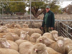 Ouyen producer Geoff Vine sold these supplementary-fed lambs for $195 on Thursday.