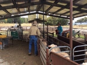 Sheep are put through an auto drafter at Kirby Farm, Armidale.