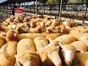 JBS Australia paid $201 for these 167 38-40kg cwt lambs from Elders client Adrian Rinaldi at Bendigo on Monday.